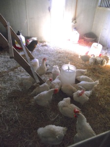 Hens at the Marin Humane Society enjoy shelter, sunshine and gossip around the water cooler.
