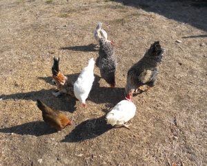 The hens free range and make friends with the other residents of the sanctuary.
