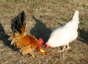 Roosters have a certain call they give to tell the hens that they have found food. 