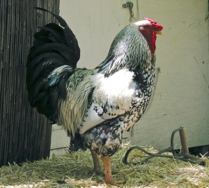 Roosters are valuable guardians of the flock and will courageously keep predators away. (Photo:©Jazelle)