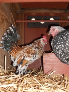 Roosters will keep a hen company while she is on the nest laying her egg. (Photo: "Zak & Zinnia", ©Skyfeather Studio)