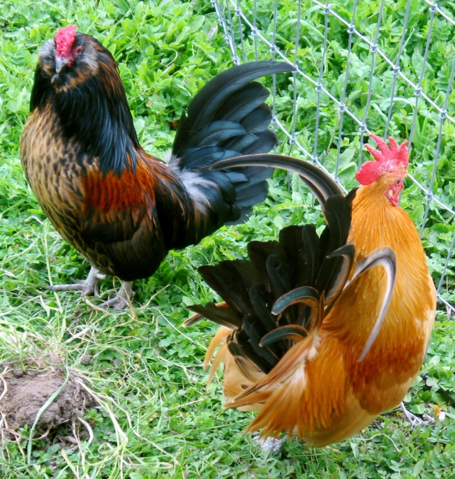 Cedric and Sebastian are two roosters who enjoy spending time together. (Photo:©Skyfeather Studio