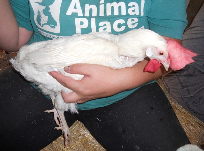 A rescued hen is held with gentle hands.